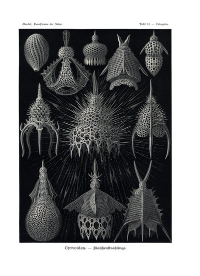 Cyrtoid, 1899-1904 de German School