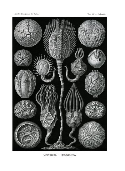 Cystoidea, 1899-1904 de German School