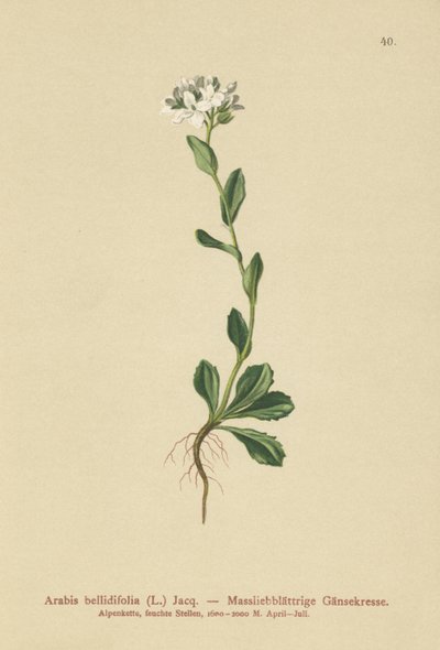 Rock-Cress Daisyleaf (Arabis bellidifolia) de German School