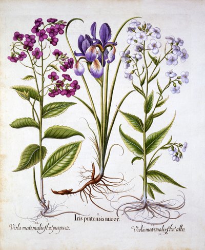 Dames Violet e um Field Iris, de Hortus Eystettensis, de Basil Besler (1561-1629), pub. 1613 (gravura colorida à mão) de German School