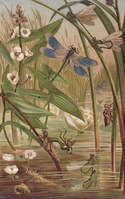 Damselfly Hatching, prato da Vida Animal de Brehm: Cliente Geral do Reino Animal, vol. 9, p.554, publicado pelo Instituto Bibliográfico, 1892 de German School