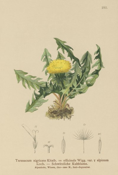 Dente de Leão (Taraxacum nigricans, Taraxacum officinale var. Alpinum) de German School