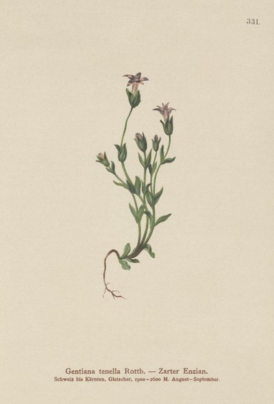 Dinamarquesa Genciana Anã (Gentiana tenella, Gentianella tenella, Comastoma tenellum) de German School