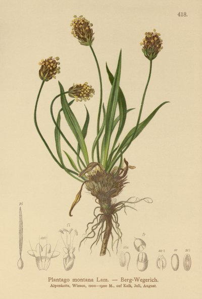 Banana-da-terra escura (Plantago atrata, Plantago montana) de German School