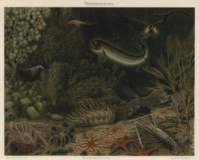 Fauna das profundezas do mar (cor litho) de German School