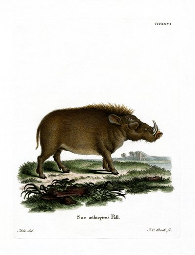 Desert Warthog (gravura colorida) de German School