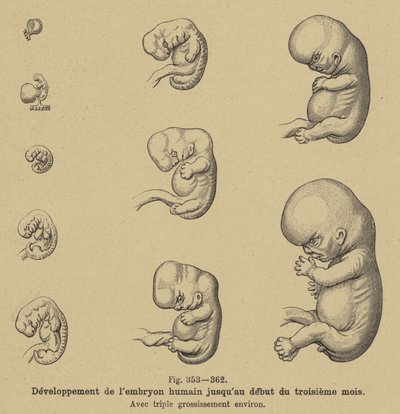 Desenvolvimento do embrião humano nos primeiros três meses de gravidez de German School