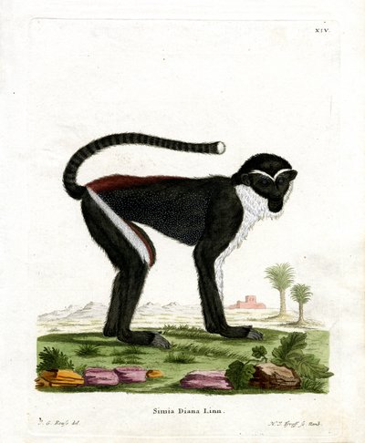 Diana Monkey (gravação a cores) de German School