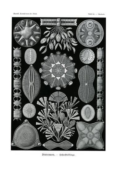 Diatomea, 1899-1904 de German School