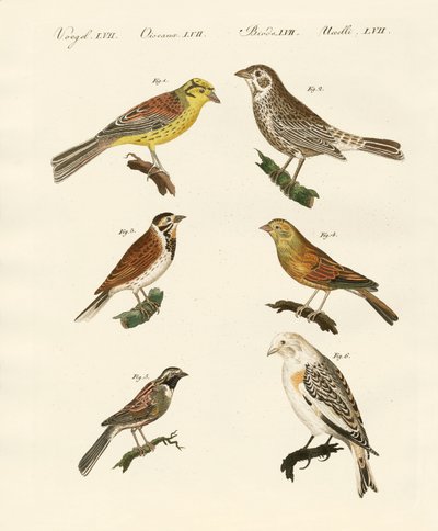 Diferentes tipos de buntings de German School