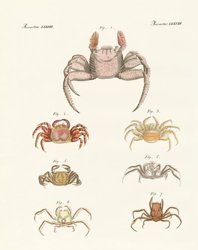 Diferentes tipos de caranguejos de German School