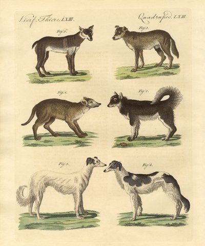 Diferentes tipos de cães (gravura colorida) de German School