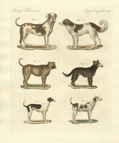 Diferentes tipos de cães de German School