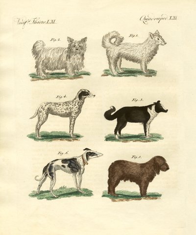 Diferentes tipos de cães de German School