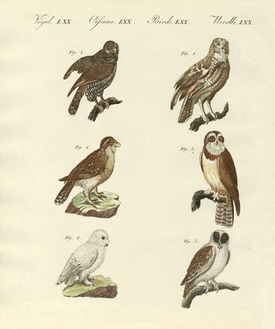 Diferentes tipos de corujas estrangeiras (gravura colorida) de German School
