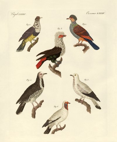 Diferentes tipos de pombos estrangeiros (gravura colorida) de German School