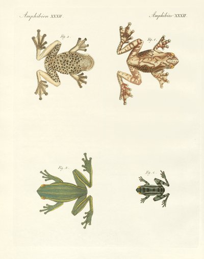 Diferentes tipos de sapos de árvores estrangeiras (gravura colorida) de German School