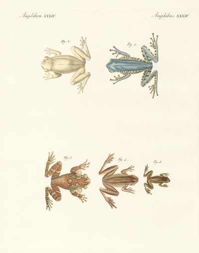 Diferentes tipos de sapos de árvores estrangeiras (gravura colorida) de German School