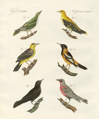 Diferentes tipos de oriole dourado de German School