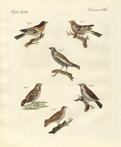 Diferentes tipos de cotovias (gravura colorida) de German School