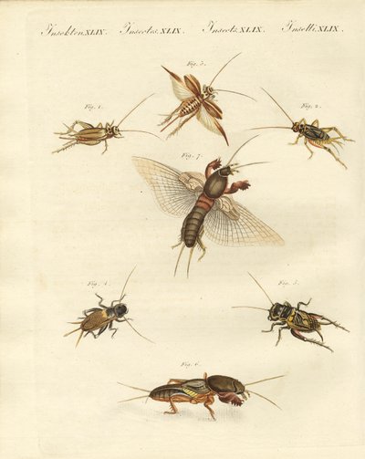 Diferentes tipos de grilos locais (gravura colorida) de German School