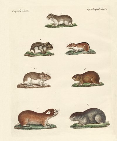 Diferentes tipos de ratos de German School