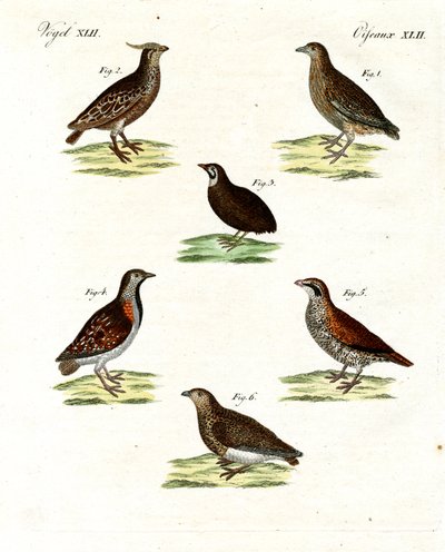 Diferentes tipos de codornizes (gravura colorida) de German School