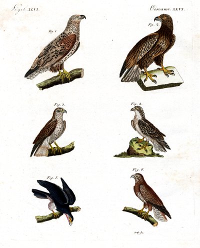 Diferentes tipos de aves de rapina de German School
