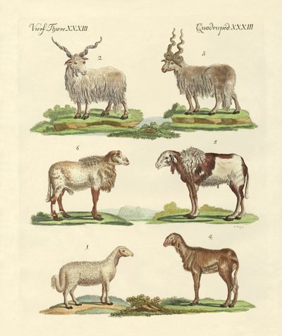 Diferentes tipos de ovelhas de German School