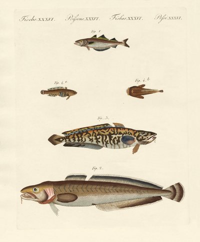 Diferentes tipos de marisco (gravura colorida) de German School
