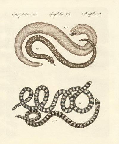 Diferentes tipos de cobra (gravura colorida) de German School
