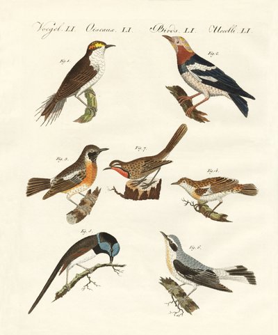 Diferentes tipos de warbler de German School