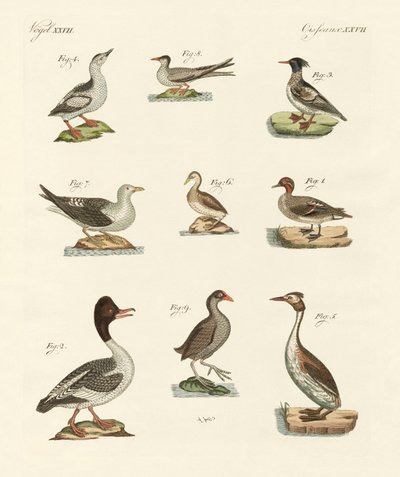 Diferentes tipos de aves aquáticas de German School