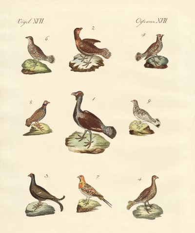 Diferentes tipos de woodhens de German School