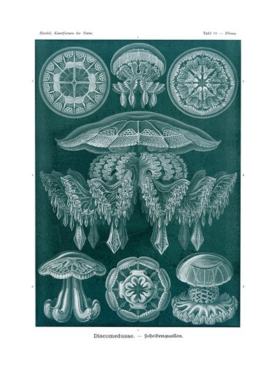 Discomedusae, 1899-1904 de German School