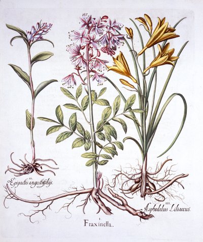 Dittany, White Helleborine e Yellow Day Lily, de Hortus Eystettensis, de Basil Besler (1561-1629), pub. 1613 (gravura colorida à mão) de German School