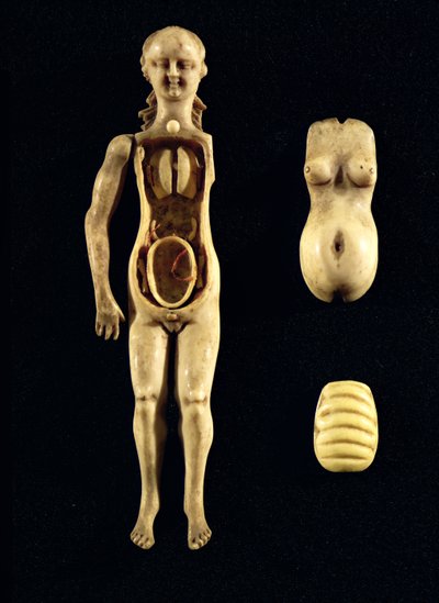 Boneca mostrando a anatomia do corpo humano de German School