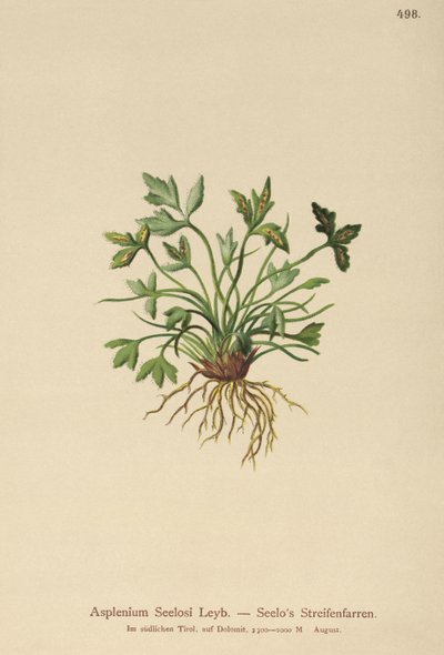 Spleenwort de dolomita (Asplenium Seelosii) de German School