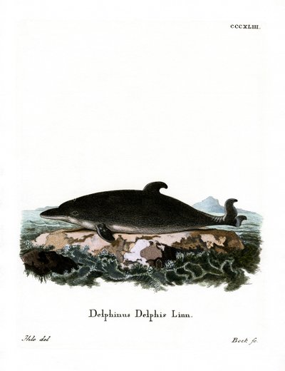 Golfinho (gravura colorida) de German School