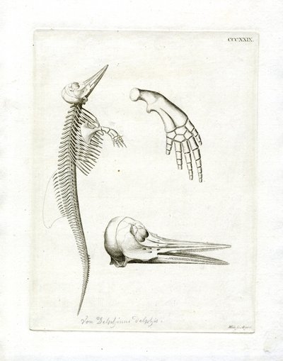 Dolphin Skeleton (gravura colorida) de German School