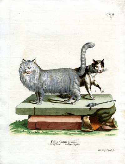 Domestic Cat (gravação a cores) de German School