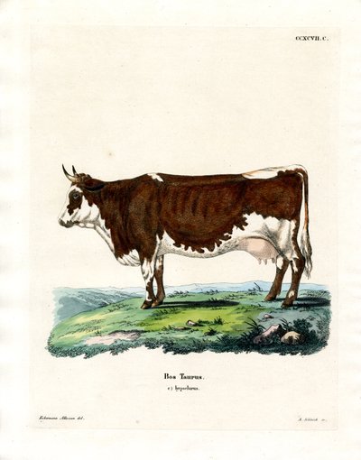 Gado doméstico (gravura a cores) de German School