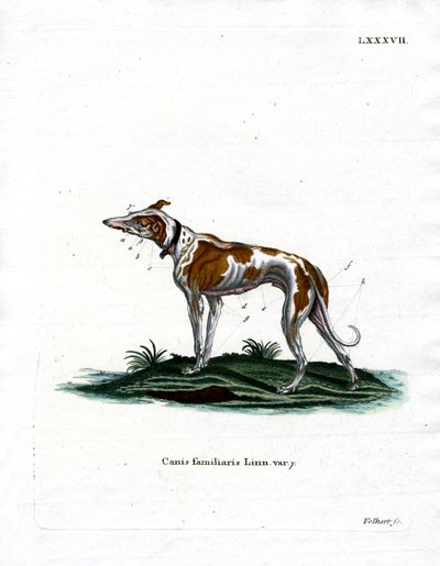 Domestic Dog (gravação a cores) de German School