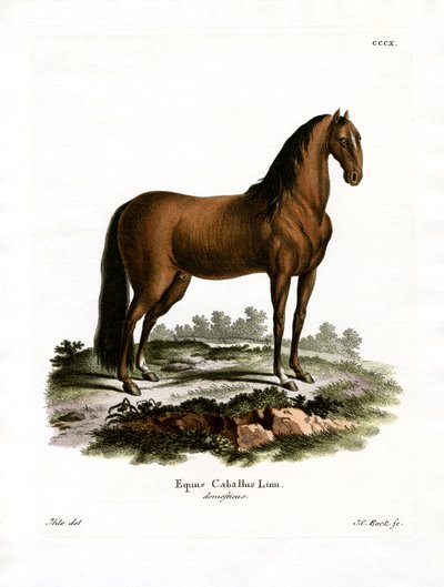 Cavalo doméstico (gravura a cores) de German School