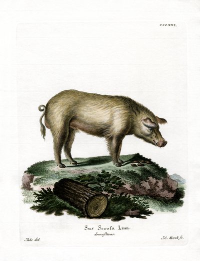 Porco Doméstico (gravação a cores) de German School