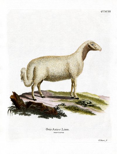 Ovinos domésticos (gravura a cores) de German School