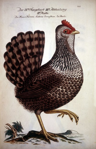 Galinha doméstica - tratado alemão do século XVIII. de German School