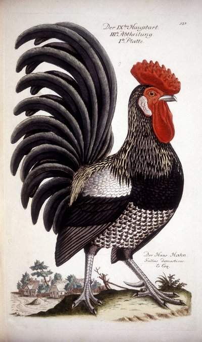 Galo doméstico - tratado alemão do século XVIII. de German School