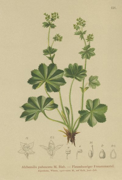 Manto Ladys Downy (Alchemilla pubescens, Alchemilla glaucescens,) de German School