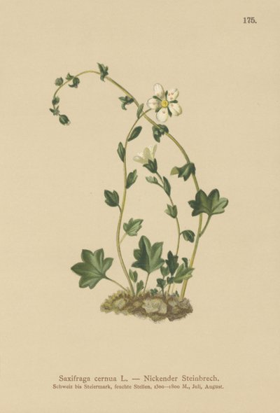 Drooping Saxifrage (Saxifraga cernua) (cor litho) de German School